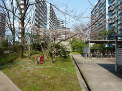 �Z�V�]��A��`���̕����}���V�����w��`�|�[�g�^�E���������x